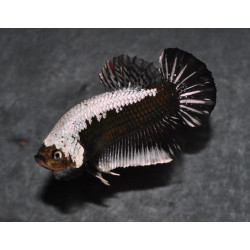 Betta splendens femelle HMPK Samouraï 3 cm