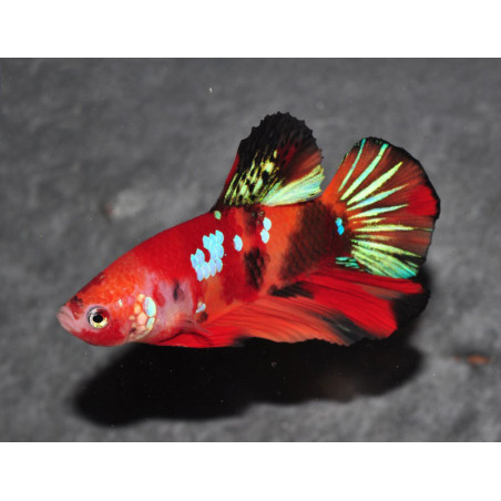 Betta splendens mâle SD/HM Candy 4-4,5 cm