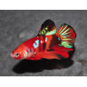 Betta splendens mâle SD/HM Candy 4-4,5 cm