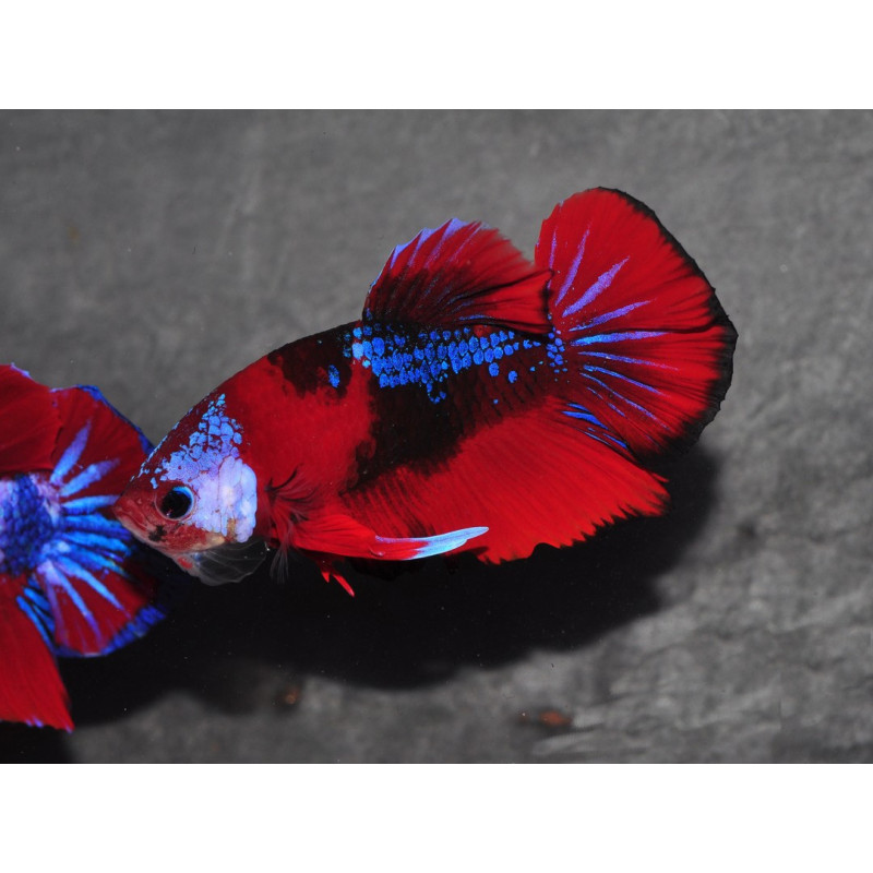 Betta splendens mâle Show HMPK Galaxy koi 3,5 cm