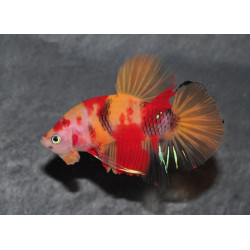 Betta splendens mâle HMPK Candy "Nemo" 3,5 cm