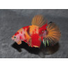 Betta splendens mâle HMPK Candy "Nemo" 3,5 cm