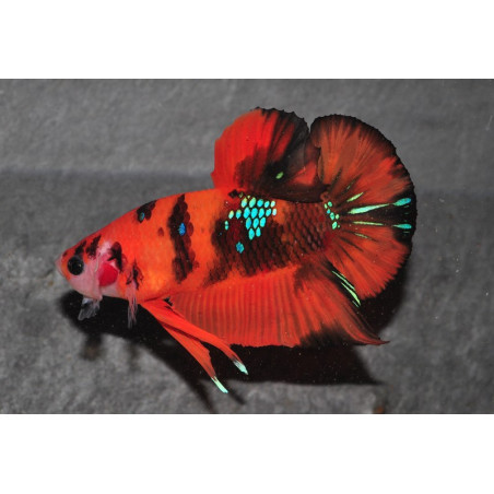 Betta splendens femelle HMPK Candy 4-4,5 cm