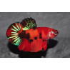 Betta splendens mâle Show HMPK Candy grade AA 4-4,5 cm