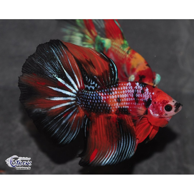 Betta splendens mâle Show HM Candy 4-4,5 cm