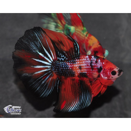 Betta splendens mâle Show HM Candy 4-4,5 cm