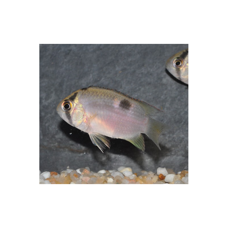 Cleithracara maronii (Aequidens - Acara) 5-5,5 cm