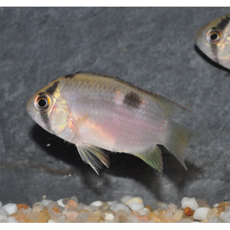 Cleithracara maronii (Aequidens - Acara) 4-4,5 cm