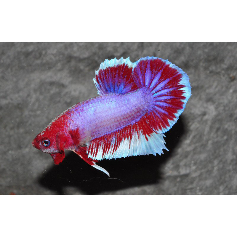 Betta splendens femelle HMPK sélection Mix Grade A 4-4,5 cm
