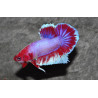 Betta splendens femelle HMPK sélection Mix Grade A 4-4,5 cm