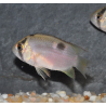 Cleithracara maronii (Aequidens - Acara) 3,5 cm