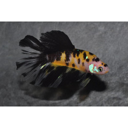Betta splendens femelle Show HM Koï Yellow 4-4,5 cm