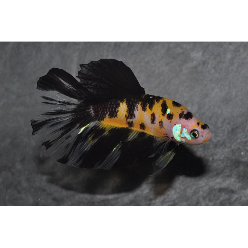 Betta splendens femelle Show HM Koï Yellow 4-4,5 cm Betta splendens femelle Show HM Koï Yellow 4-4,5 cm