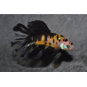 Betta splendens femelle Show HM Koï Yellow 4-4,5 cm
