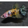 Betta splendens mâle SHOW HMPK Koï Yellow 4-4,5 cm