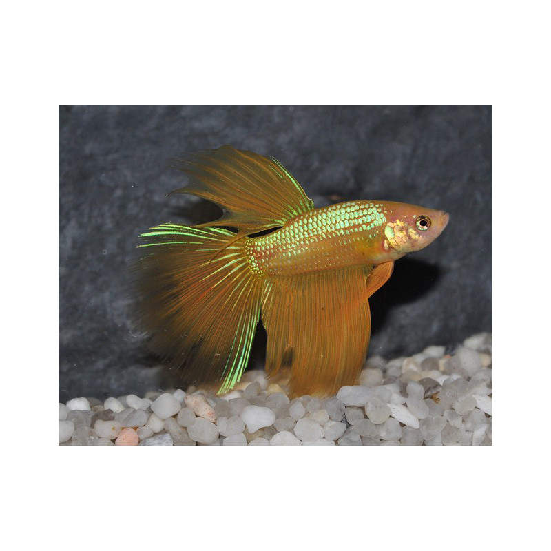 Betta splendens mâle Show HM Yellow 4-4,5 cm