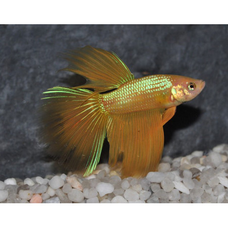 Betta splendens mâle Show HM Yellow 4-4,5 cm