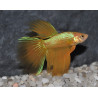 Betta splendens mâle Show HM Yellow 4-4,5 cm