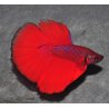 Betta splendens mâle Show HM Super red 4-4,5 cm