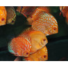 Symphysodon aequifasciata (Discus) assortis 10-10,5 cm