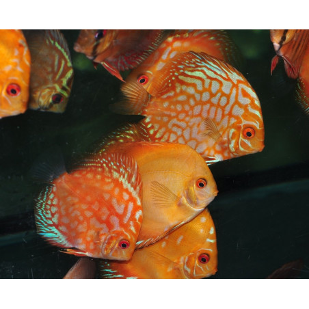 Symphysodon aequifasciata (Discus) assortis 7-7,5 cm