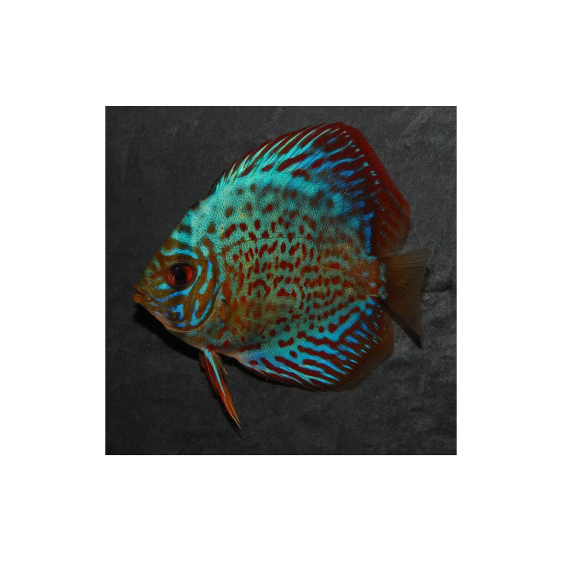 Symphysodon aequifasciata (Discus) turquoise rouge 7-7,5 cm