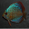 Symphysodon aequifasciata (Discus) turquoise rouge 7-7,5 cm