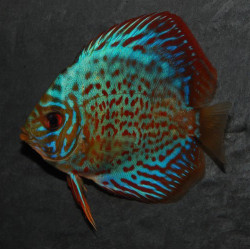 Symphysodon aequifasciata (Discus) turquoise rouge 6-6,5 cm