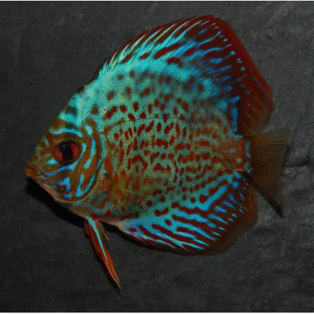 Symphysodon aequifasciata (Discus) turquoise rouge 6-6,5 cm