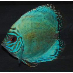 Symphysodon aequifasciata (Discus) turquoise 6-6,5 cm