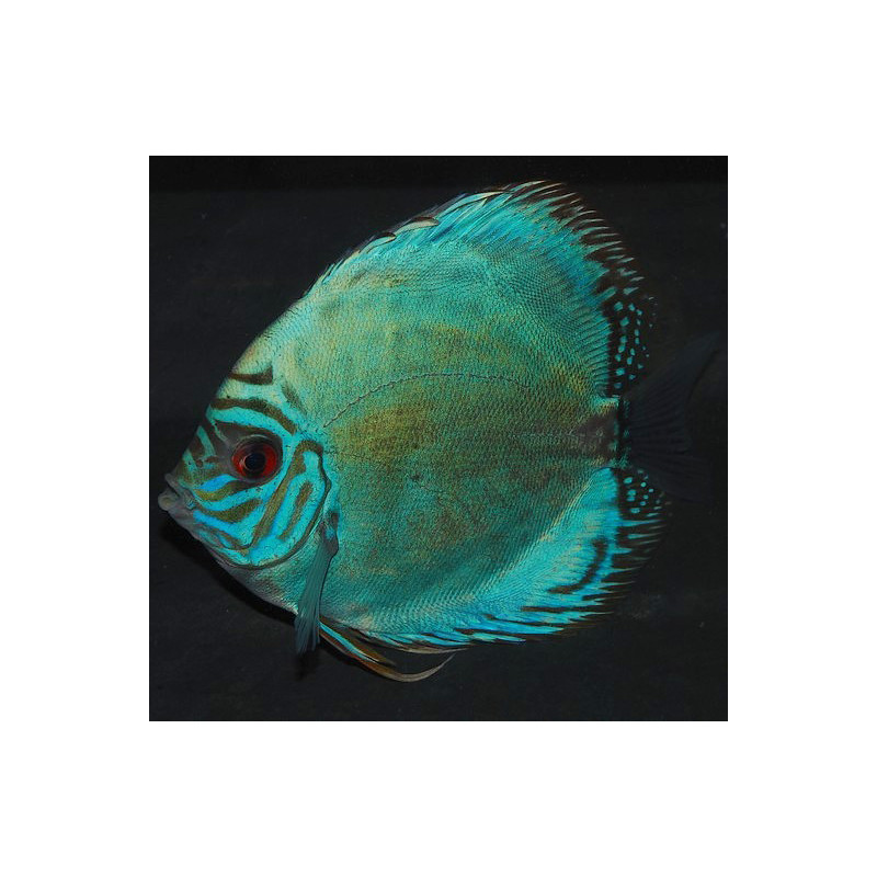 Symphysodon aequifasciata (Discus) turquoise 6-6,5 cm