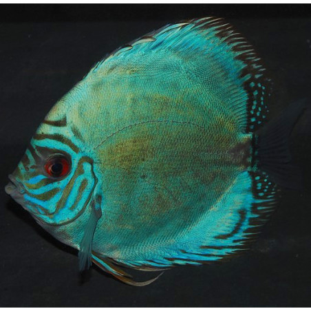 Symphysodon aequifasciata (Discus) turquoise 6-6,5 cm