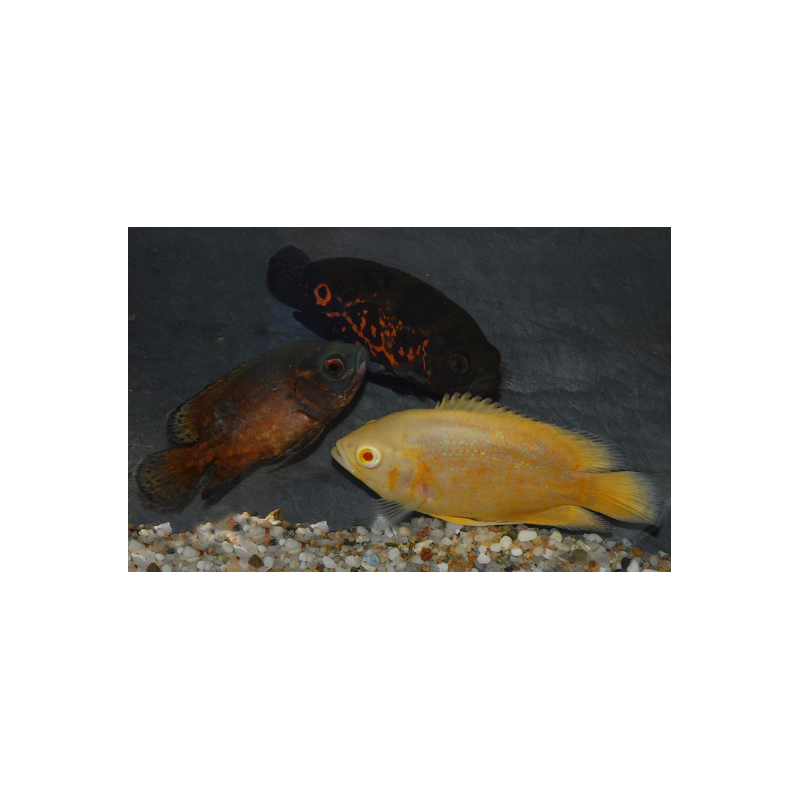 Astronotus ocellatus (Oscar) rouge tigré 4-4,5 cm