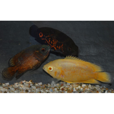 Astronotus ocellatus (Oscar) rouge tigré 4-4,5 cm