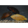 Astronotus ocellatus (Oscar) rouge tigré 4-4,5 cm