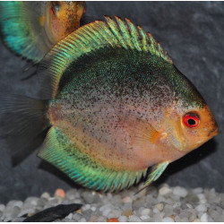 Symphysodon aequifasciata (Discus) Mercury blue angel 5-5,5 cm