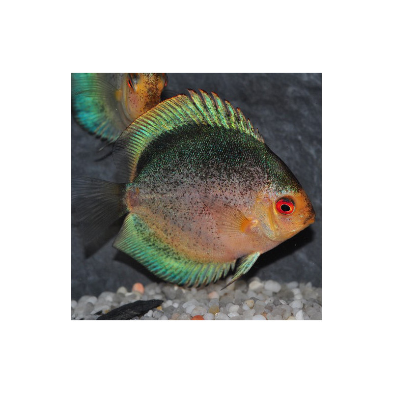 Symphysodon aequifasciata (Discus) Mercury blue angel 5-5,5 cm