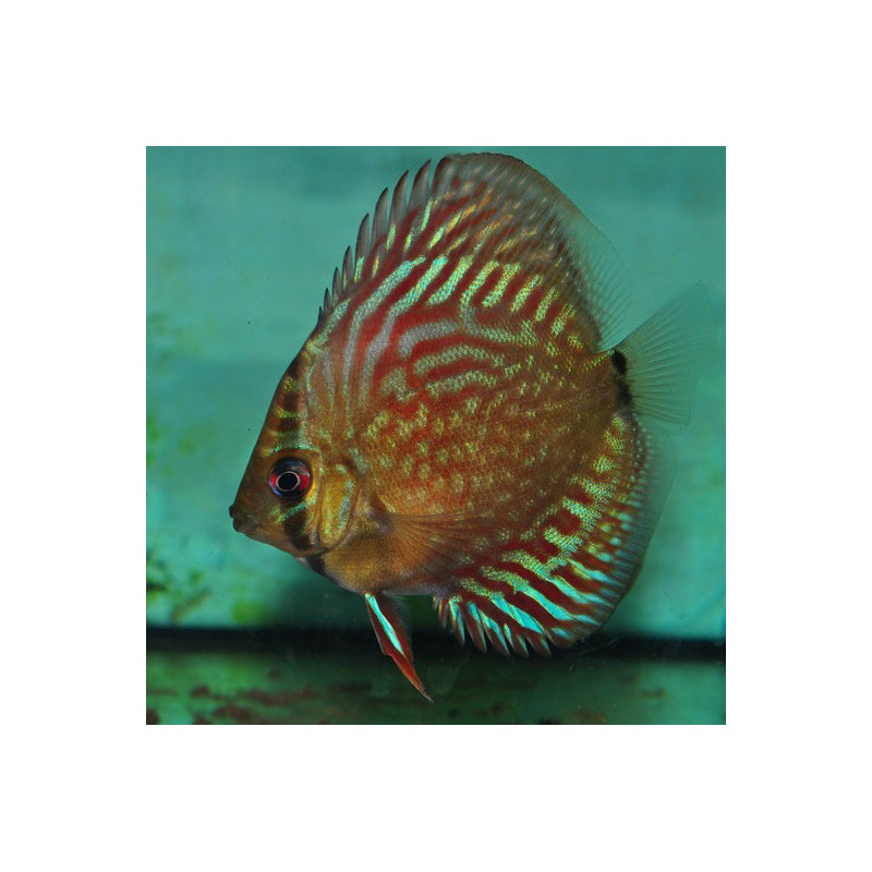 Symphysodon aequifasciata (Discus) Altum Flora 5-5,5 cm