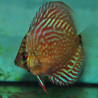 Symphysodon aequifasciata (Discus) Altum Flora 5-5,5 cm