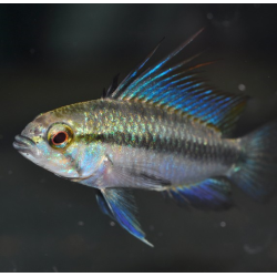 Apistogramma trifasciata 3,5 cm
