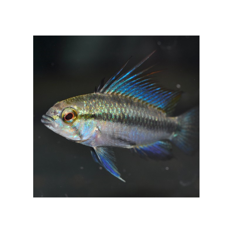 Apistogramma trifasciata 3 cm