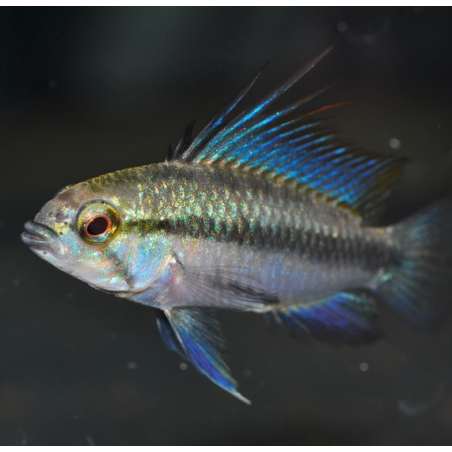Apistogramma trifasciata 3 cm