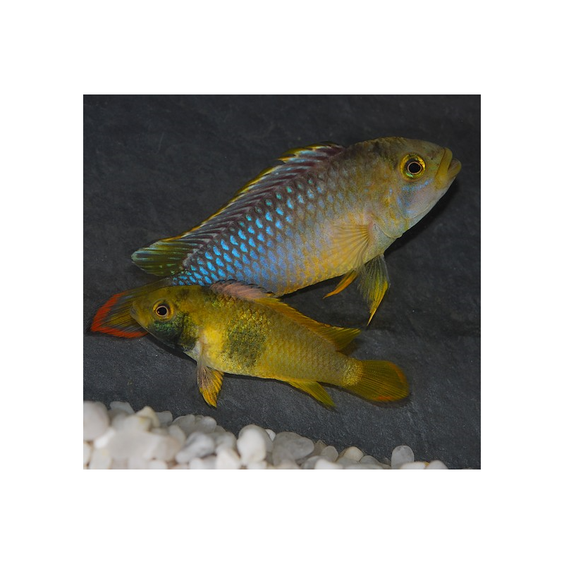 Apistogramma nijsseni 3 cm