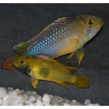 Apistogramma nijsseni 3 cm