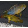 Apistogramma nijsseni 3 cm