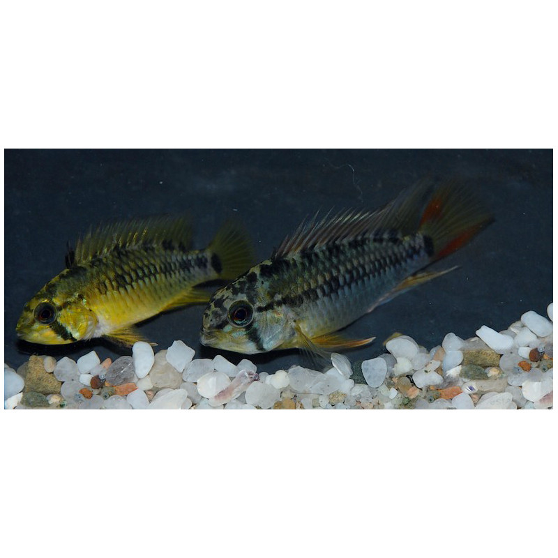 Apistogramma macmasteri 3 cm