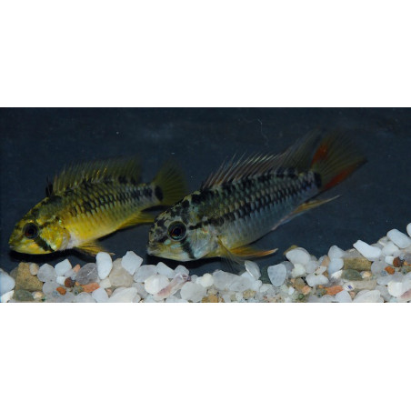 Apistogramma macmasteri 3 cm