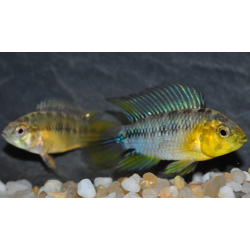 Apistogramma borellii 2 cm