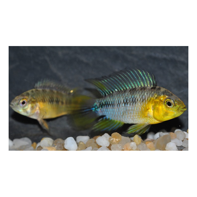 Apistogramma borellii 2 cm