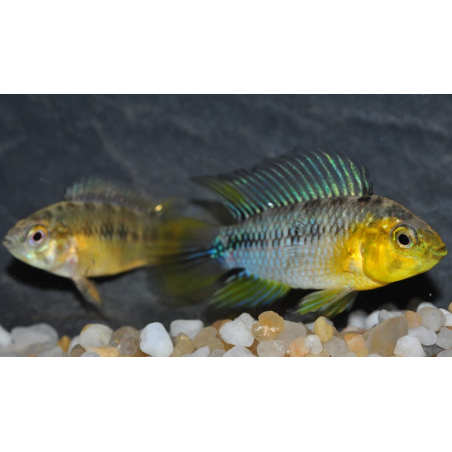 Apistogramma borellii 2 cm